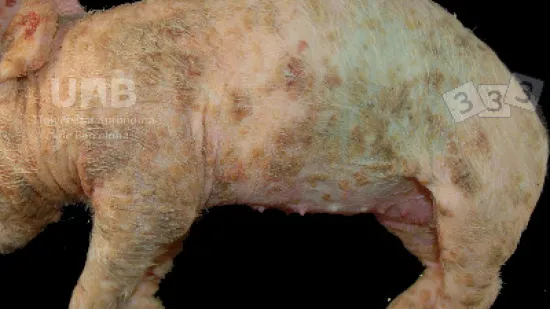 Semana de 09-Out-2025