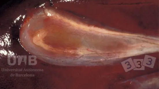 Semana de 23-Out-2025