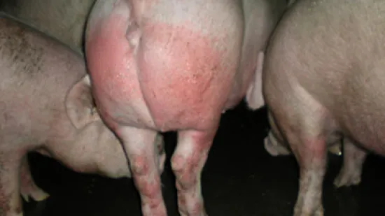 Semana de 02-Out-2025