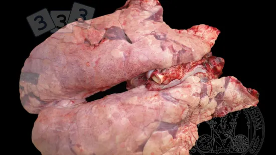 Semana de 25-Set-2025