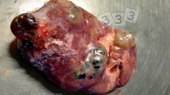 Semana de 13-Nov-2025