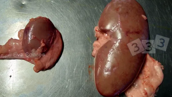 Semana de 27-Nov-2025