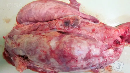 Semana de 30-Out-2025