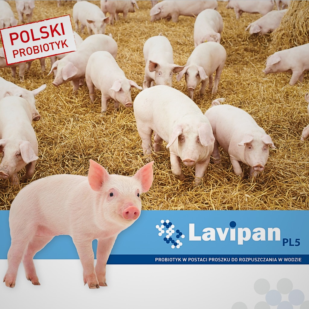 Lavipan