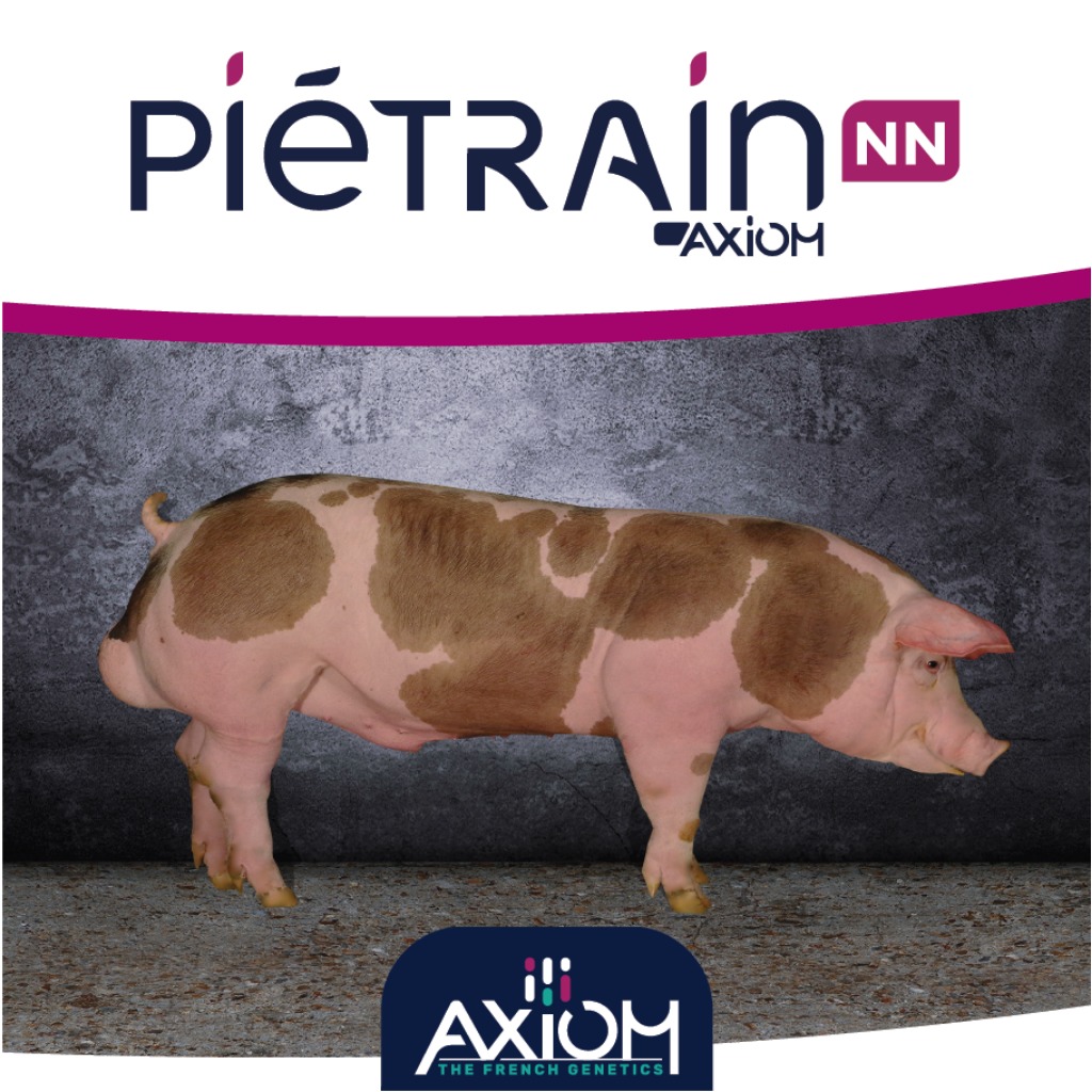 Piétrain NN Axiom