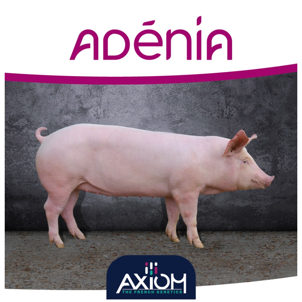 Adénia